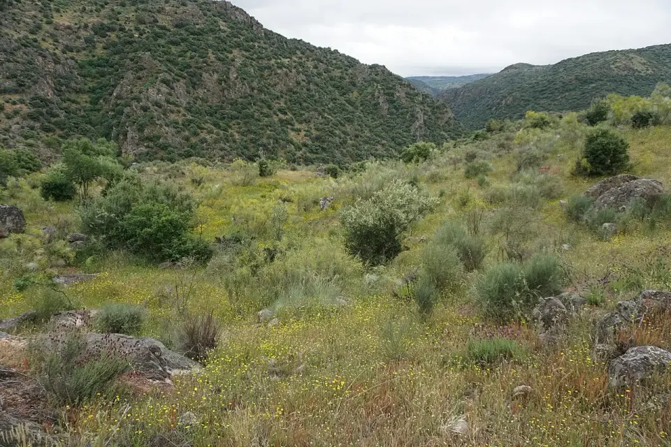 Valle de los Arribes con matorral, flores y monte bajo visto desde el Camino de Hierro de La Fregeneda