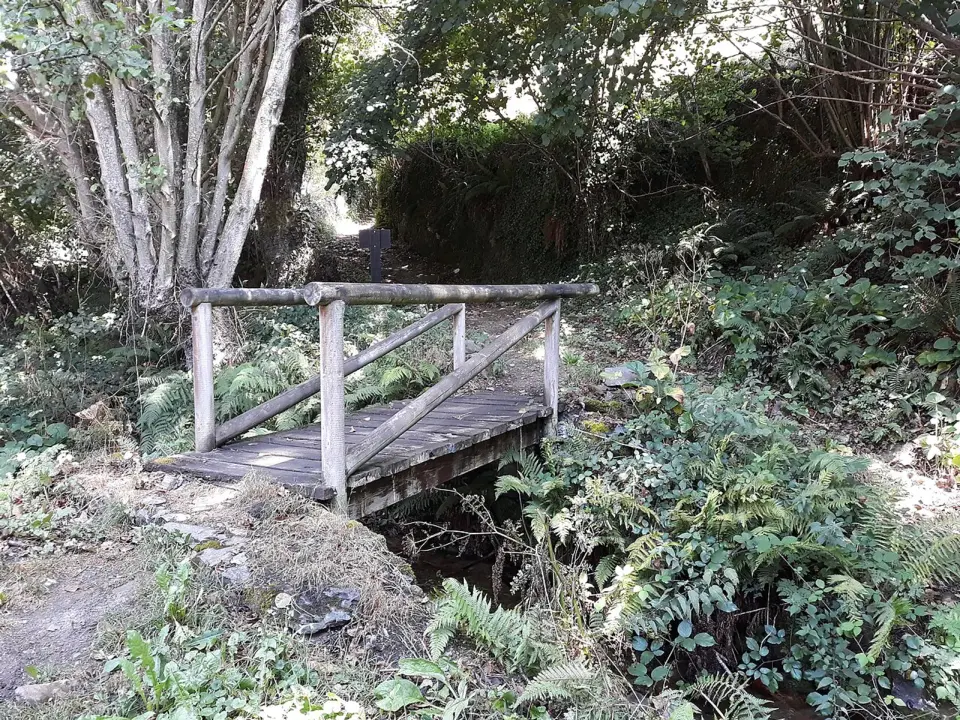 Pasarela de madera sobre un arroyo entre helechos y árboles en un tramo a pie del Camino Primitivo en Pola de Allande