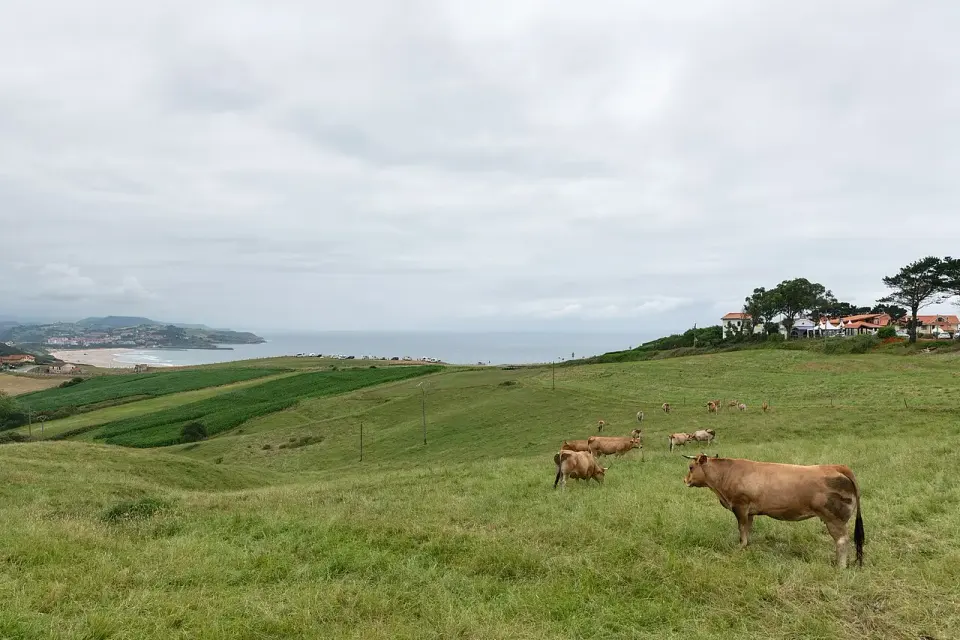 Prado con vacas sobre la costa de San Vicente de la Barquera, con el pueblo y el mar al fondo