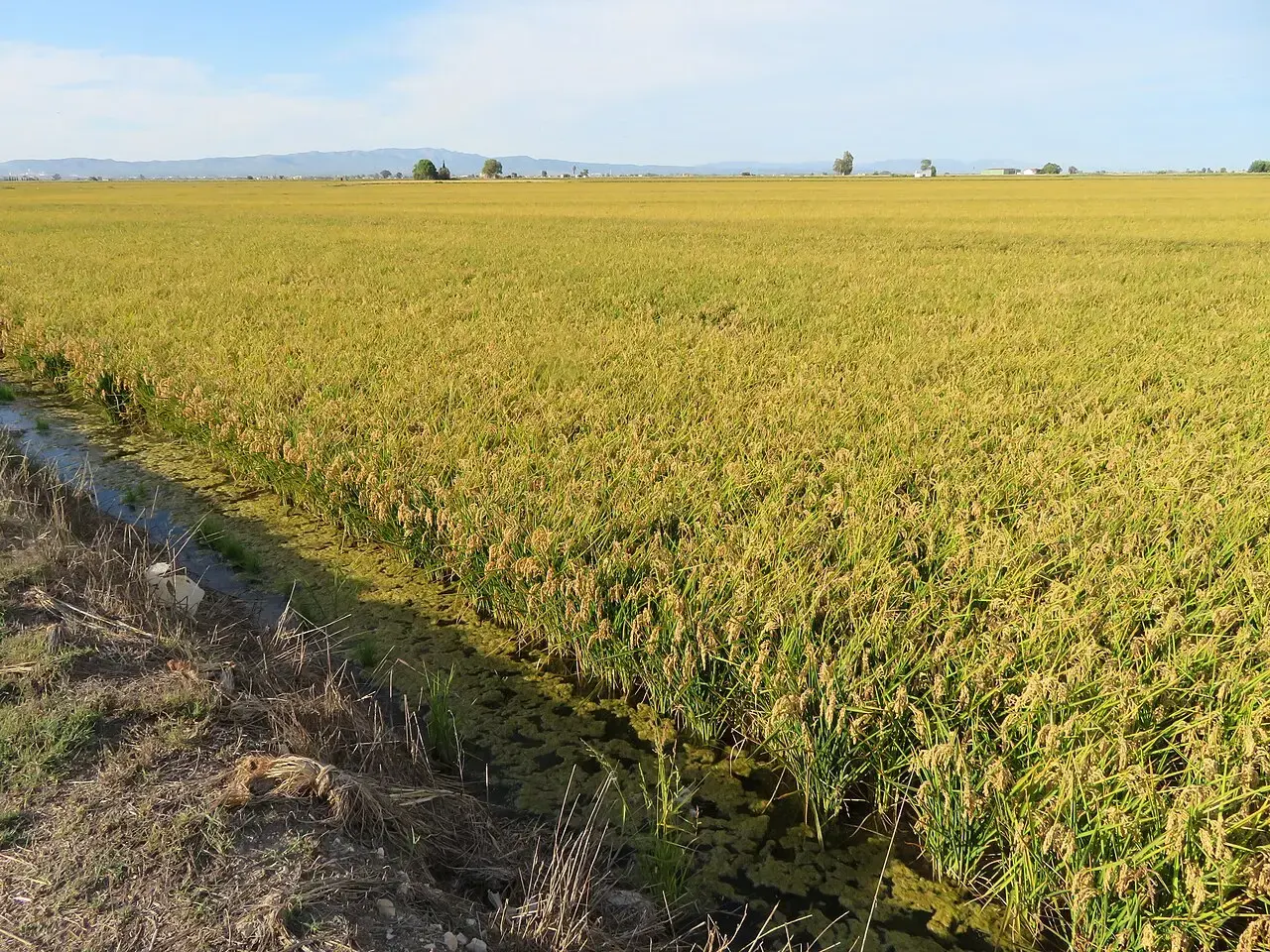 Arrozal maduro en el delta del Ebro, con un canal de riego en primer plano y el horizonte llano