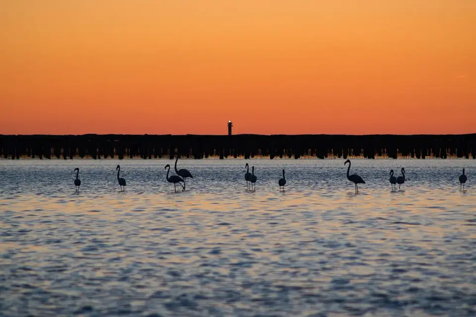 Flamencos en una laguna del delta del Ebro al atardecer, con el cielo naranja