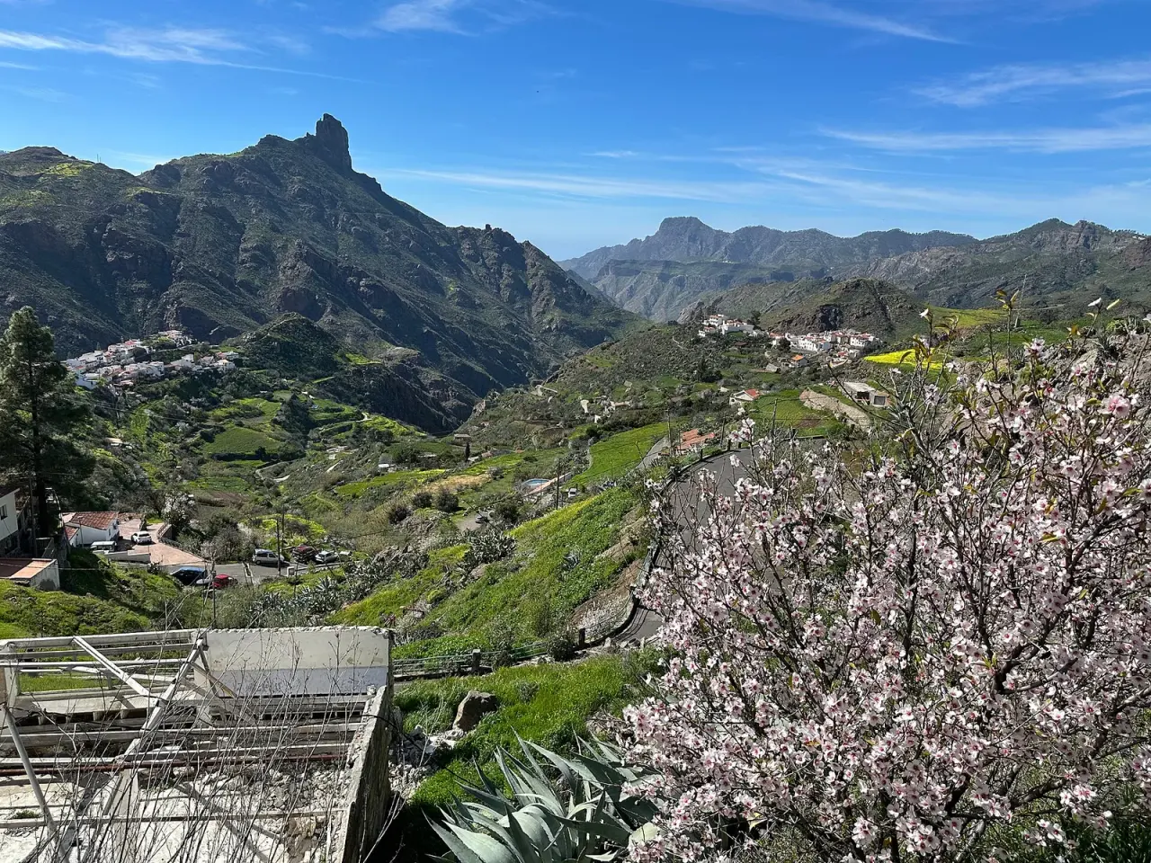 Tejeda en la ladera de la caldera, con el Roque Bentayga al fondo, bancales verdes, una carretera de curvas y un almendro en flor en primer plano