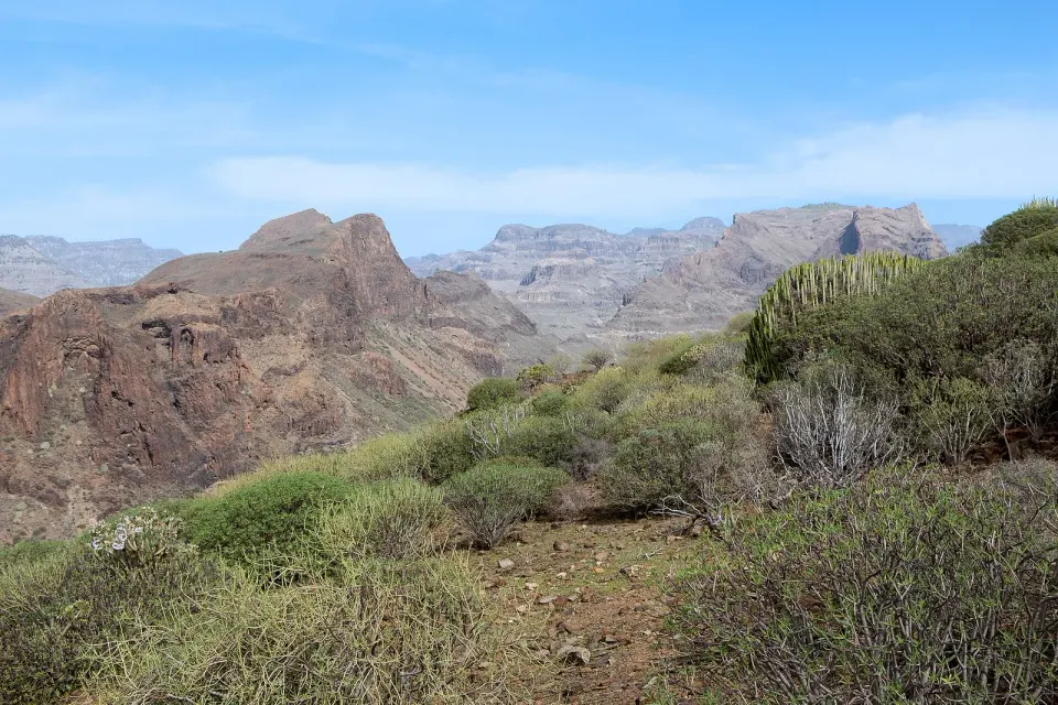 Barranco de Fataga visto desde lo alto, con paredes de roca rojiza, mesetas al fondo y cardones en primer plano