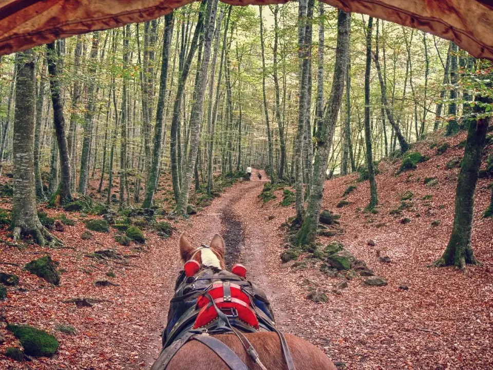 Camino entre hayas altas con el suelo cubierto de hojas rojizas en la Fageda d'en Jordà