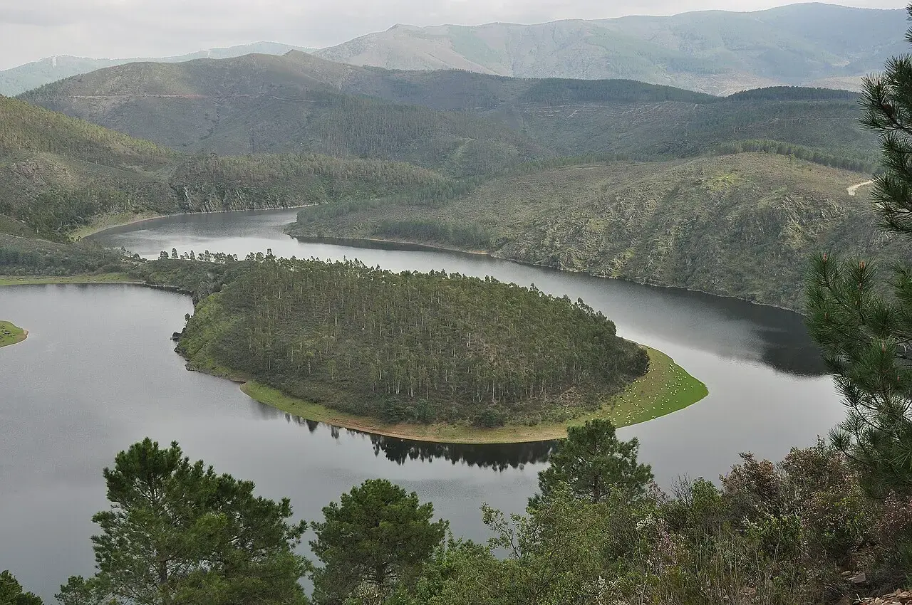El río Alagón rodea una colina cubierta de pinos en el Meandro del Melero, entre laderas de bosque