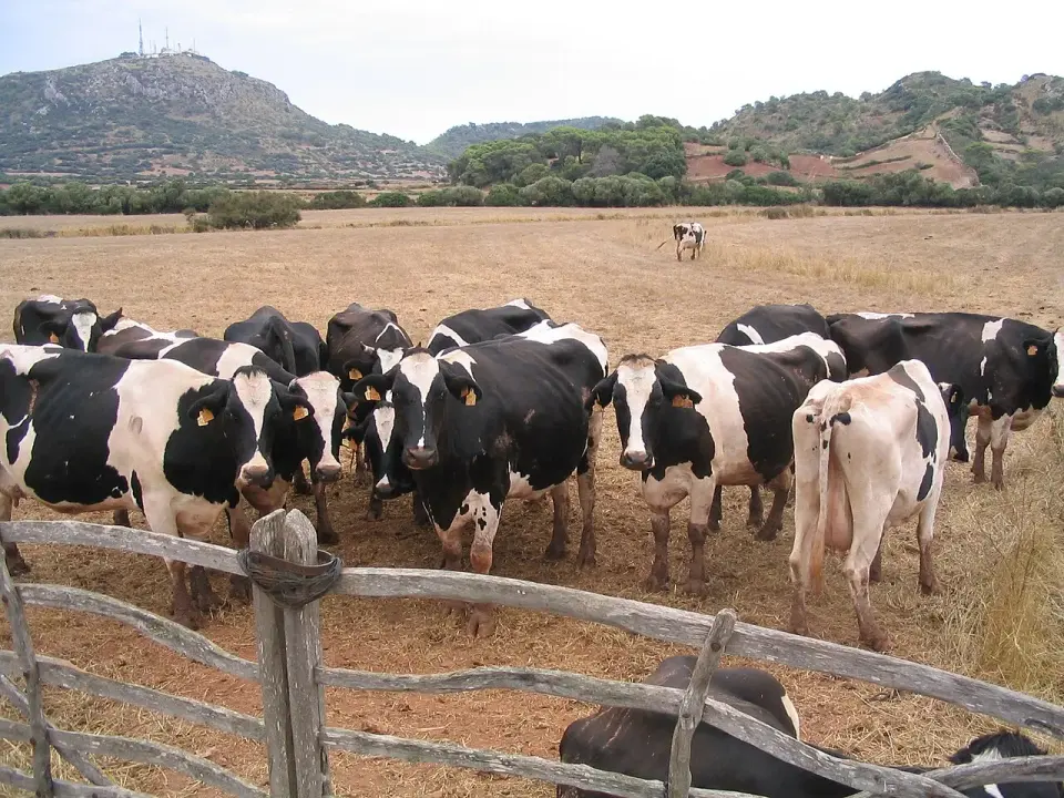 Vacas frisonas tras una cerca de madera junto al Camí d'en Kane, con campos y colinas al fondo