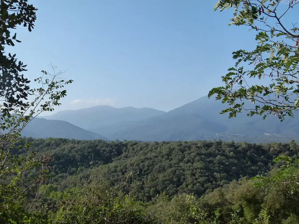 Laderas boscosas del macizo del Montseny vistas entre las ramas de un árbol