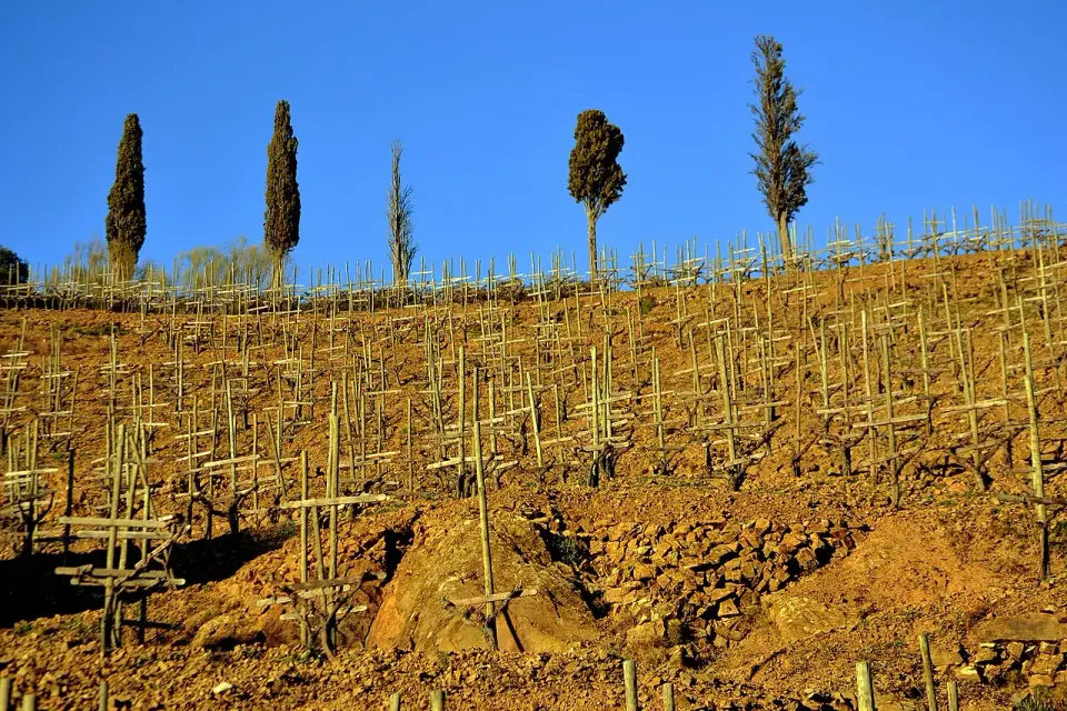 Viñedo joven en una ladera de pizarra rojiza con cipreses en lo alto, cerca de Gratallops