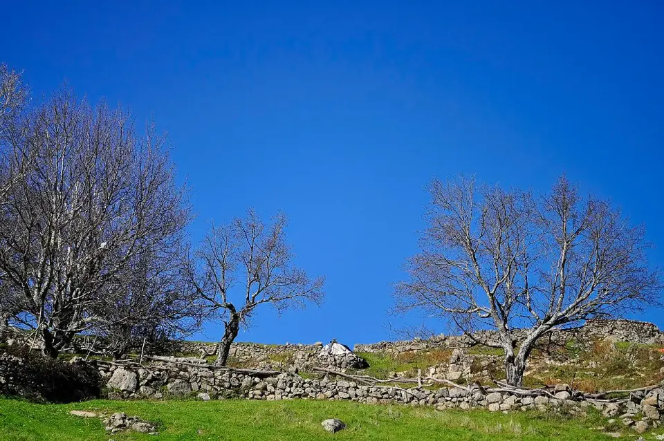 Castaños sin hojas y muros de piedra seca sobre un prado verde en el valle del Ambroz