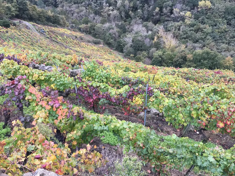 Viñedo en fuerte pendiente con hojas de colores otoñales cerca del cañón del Sil