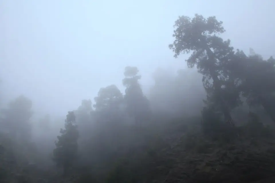 Pinos canarios entre la niebla junto a la LP-4, en la subida desde Santa Cruz de La Palma