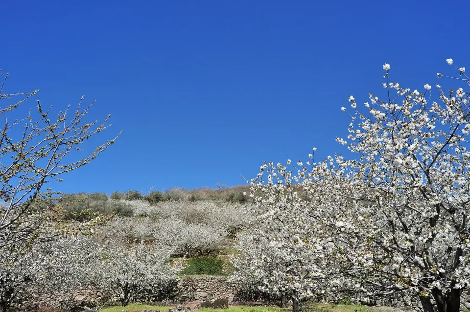 Cerezos en flor con pétalos blancos en el Valle del Jerte bajo un cielo azul intenso