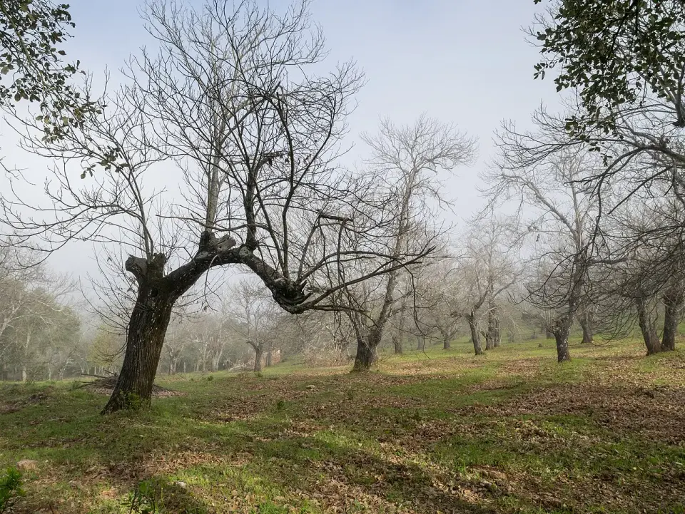 Castaños centenarios de troncos retorcidos en un prado de la sierra de Aracena, con niebla al fondo