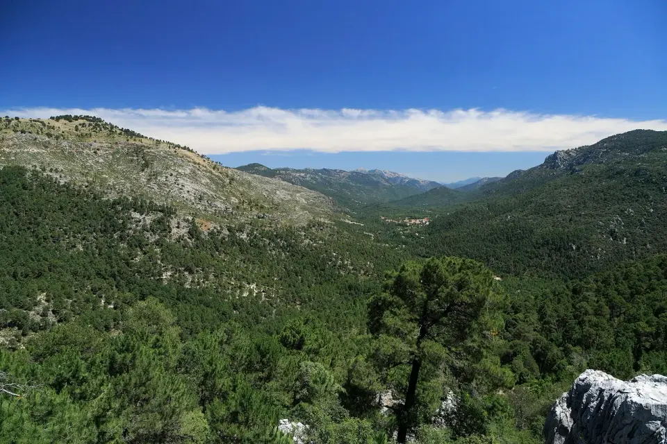 Valle del Guadalquivir cubierto de pinares cerca de Arroyo Frío, con sierras calizas al fondo