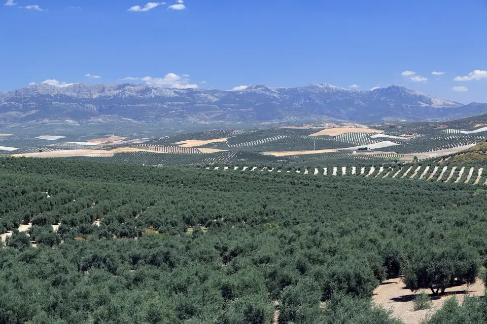 Olivares en primer plano y las cumbres de la Sierra de Cazorla en el horizonte bajo un cielo azul