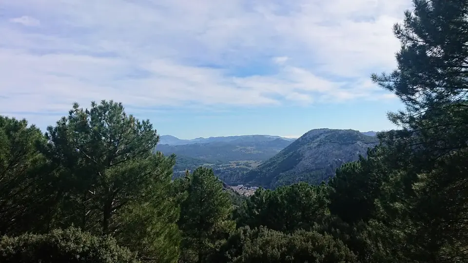 Pinar en primer plano y montañas de la Sierra de Grazalema al fondo bajo un cielo con nubes