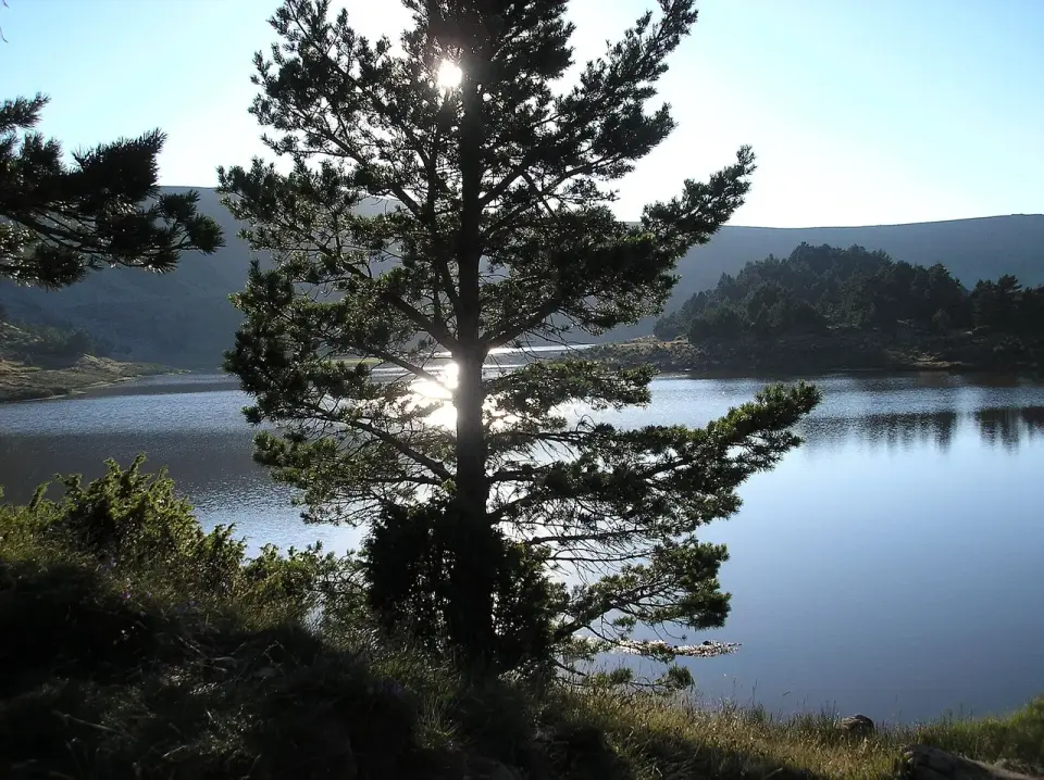 Pino a contraluz junto a una de las Lagunas de Neila, con el agua brillando y laderas de pinar al fondo