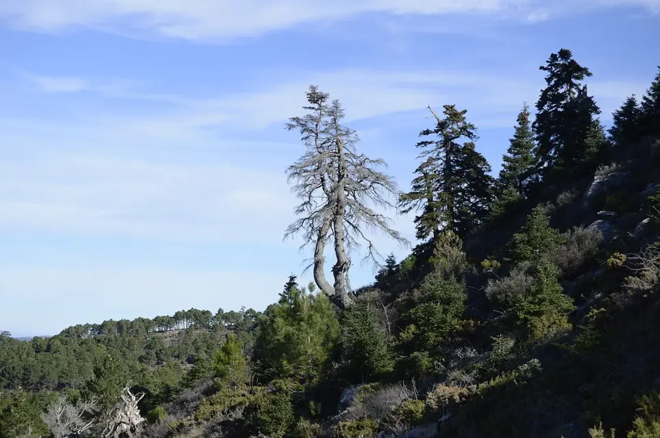 Pinsapos en una ladera de la Sierra de las Nieves, con un ejemplar seco de tronco claro destacando entre los árboles verdes