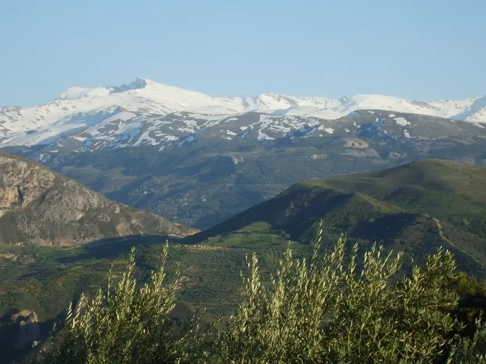 Cumbres nevadas de Sierra Nevada con el Veleta, vistas sobre lomas verdes y olivos